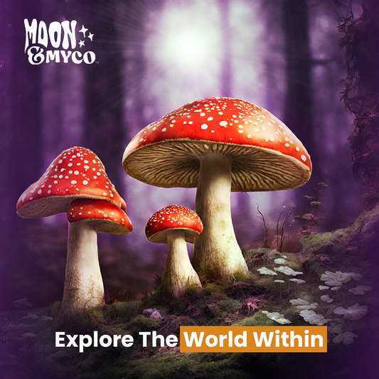 Exploring Amanita Mushrooms: Mood Enhancement and More