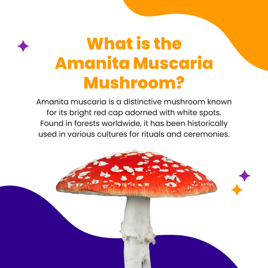 Exploring the Fascinating World of Amanita Mushrooms: A Comprehensive Guide